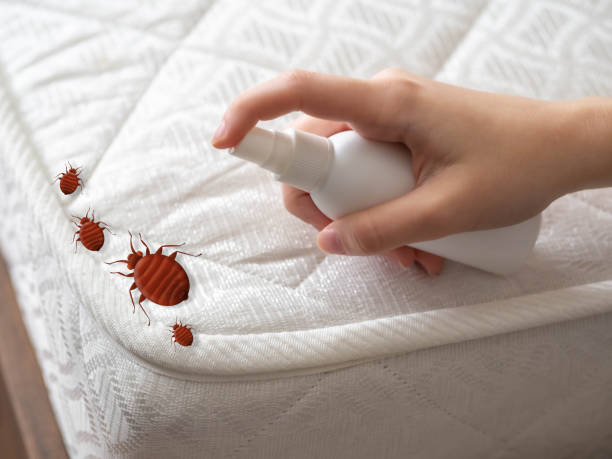 Pest Prevention Services in Biscayne Park, FL