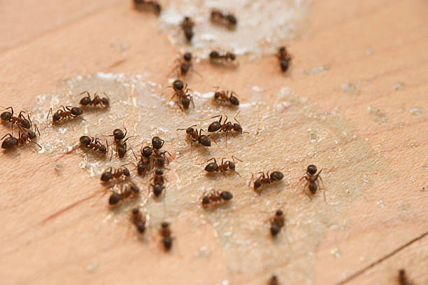 Trusted Biscayne Park, FL Pest Control Experts