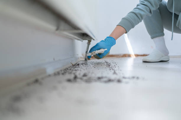 Best Wasp Removal Services  in Biscayne Park, FL